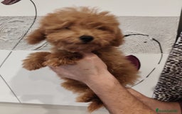 Caniche Toy perros en venta: Excelente camada de caniche rojo toy disponible  - Imagen 4