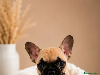 Bulldog Francés perros 🐾✨ BULLDOG FRANCÉS FAWN HEMBRA DISPONIBLE ✨🐾 - Anuncio 1