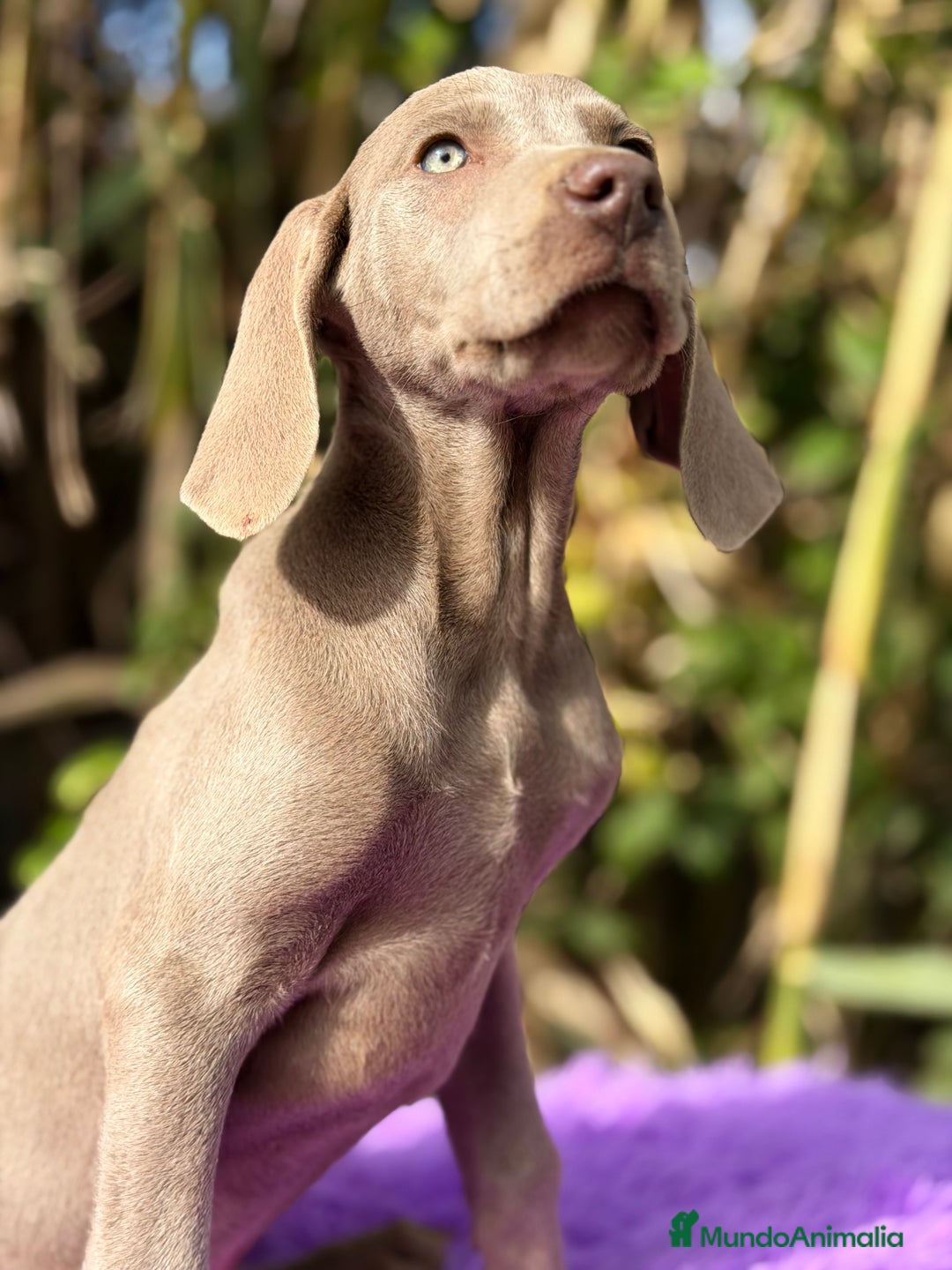 Weimaraner perros en venta: Braco de Weimar disponible - Anuncio 3