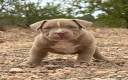 American Bully perros en venta: 💎🐾 CACHORROS AMERICAN BULLY – ¡LA MEJOR LÍNEA! - Imagen 13