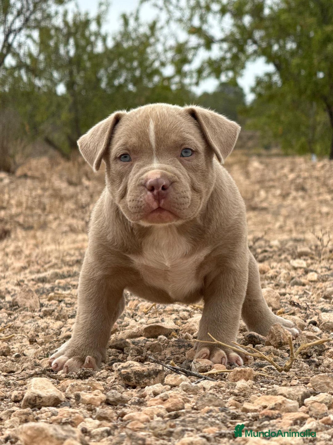 American Bully perros en venta: 💎🐾 CACHORROS AMERICAN BULLY – ¡LA MEJOR LÍNEA! - Imagen 13