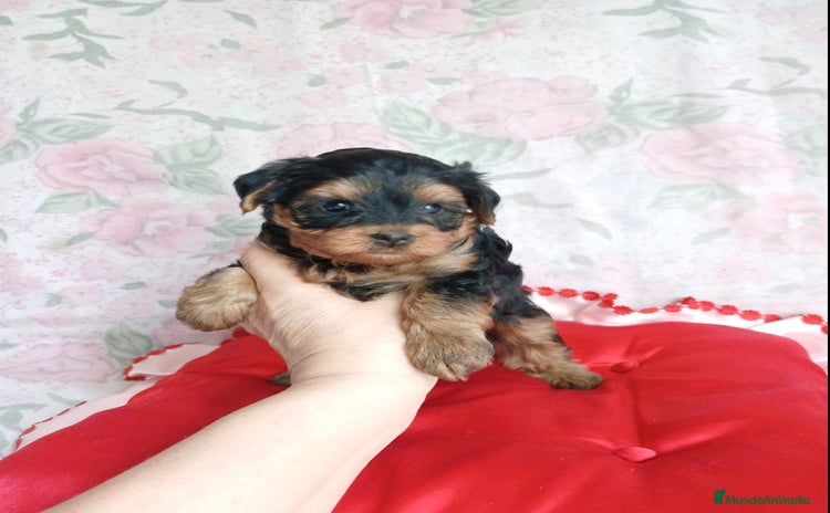 Yorkshire Terrier perros - Anuncio 3