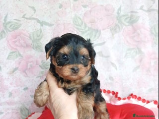 Yorkshire Terrier perros - Anuncio 5