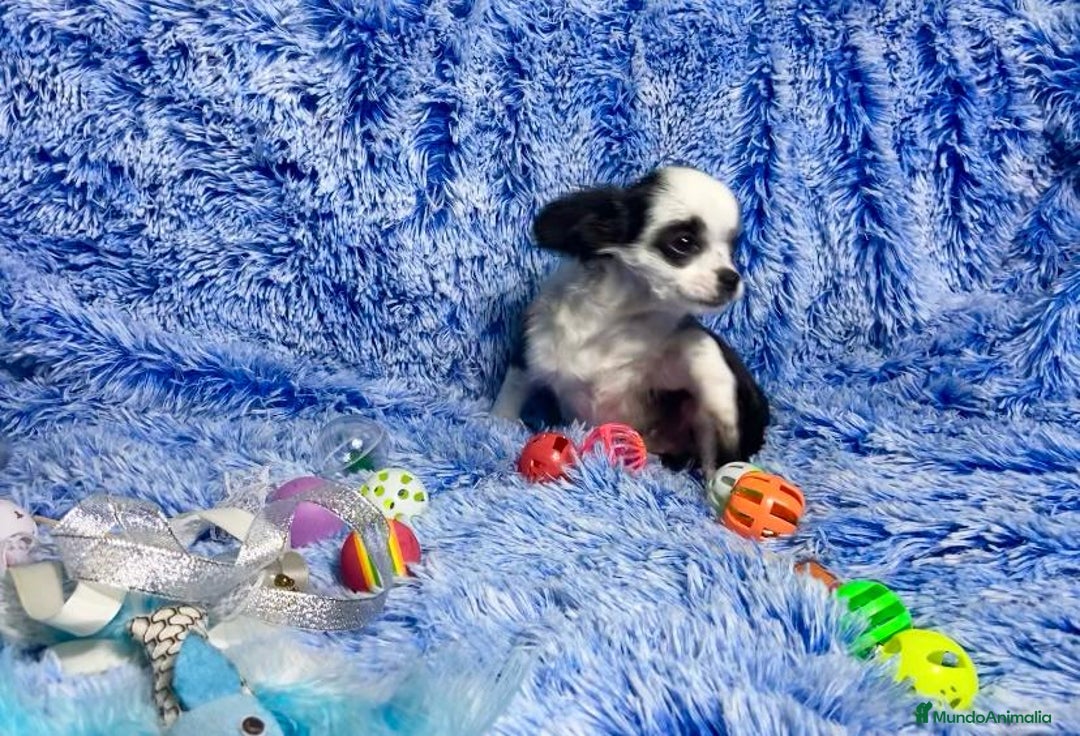 Chihuahua perros en venta: cachorro chihuahua pelo largo - Anuncio 2