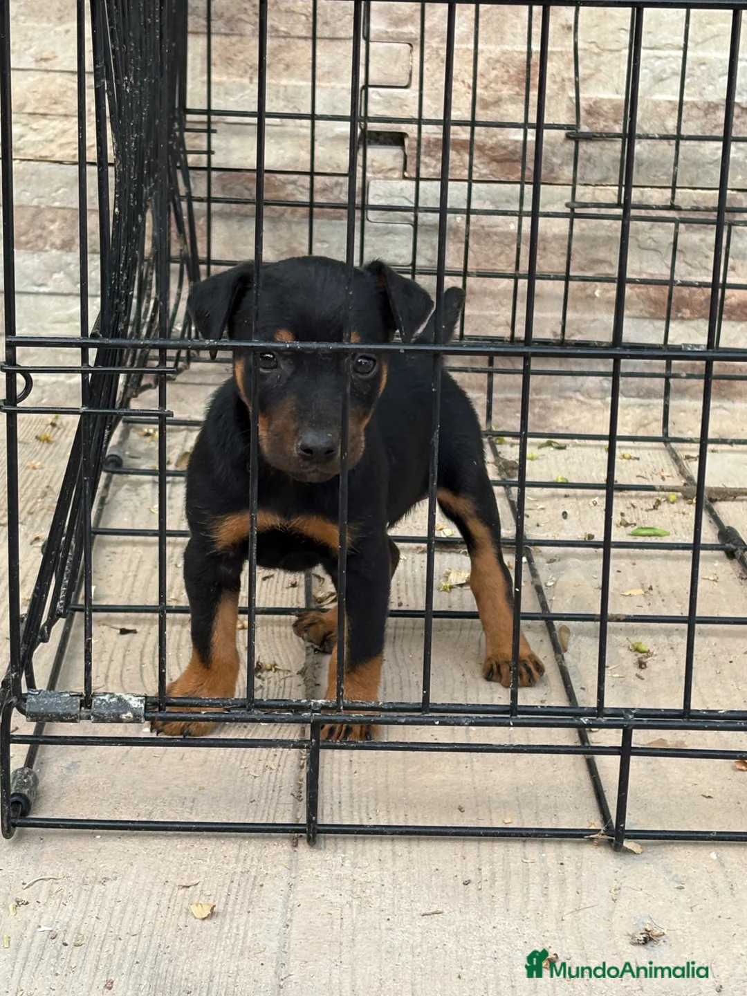 Terrier Alemán de Caza perros en venta: Cachorros Jagd terrier  - Anuncio 1