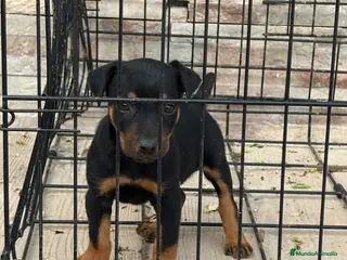 Terrier Alemán de Caza perros Cachorros Jagd terrier - Anuncio 1