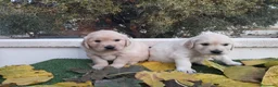 Golden Retriever perros en venta: Gran Camada de Golden Retriever - Anuncio 12