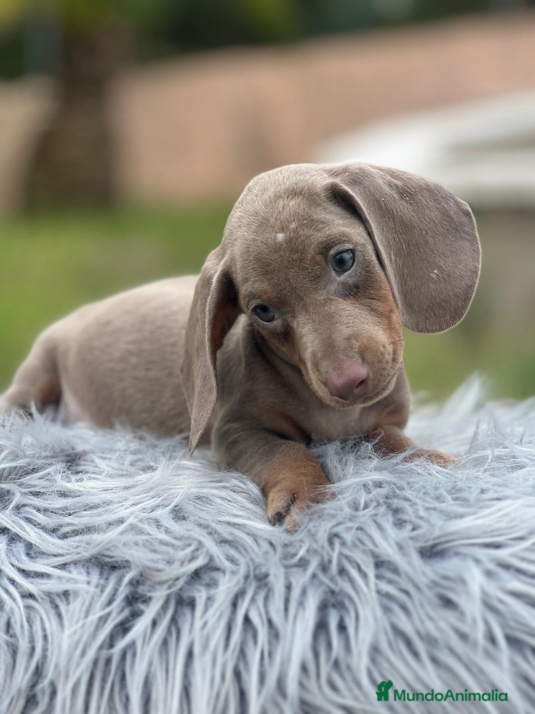 Teckel Miniatura perros en venta: TECKEL MINIATURA DISPONIBLES - Imagen 9
