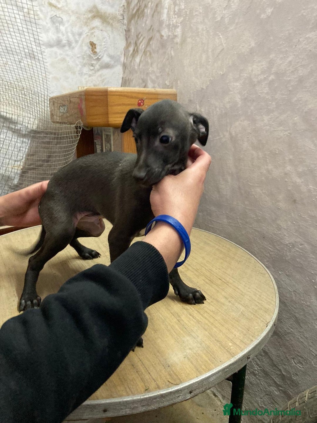 Pequeño Lebrel Italiano perros en venta: PEQUEÑOS LEBREL ITALIANO - Anuncio 2