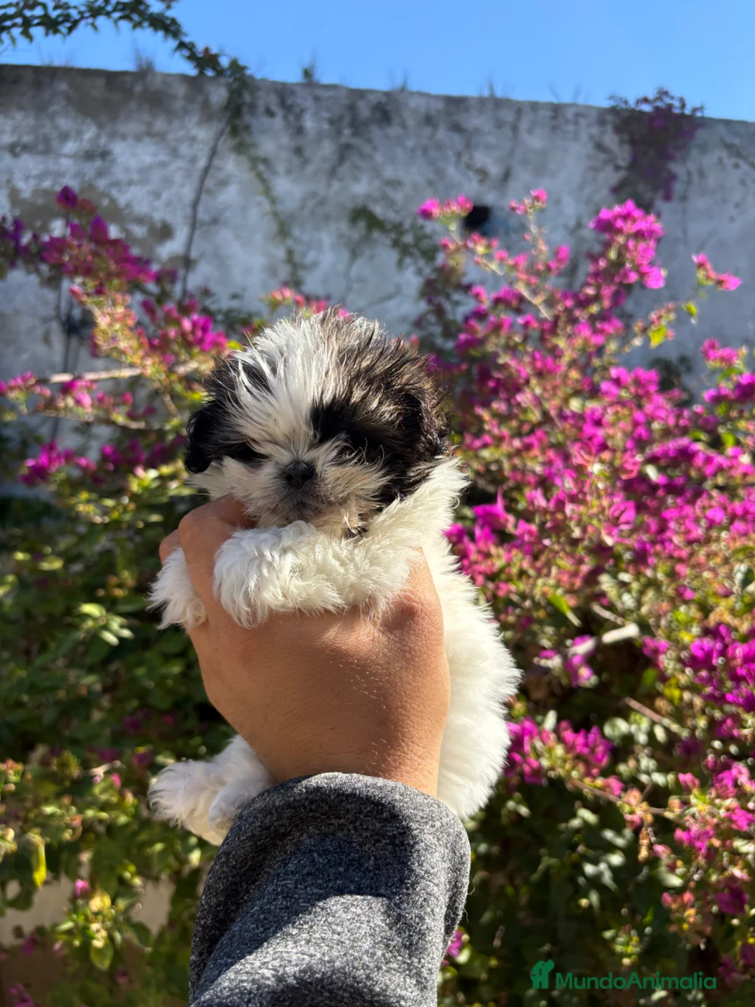 Shih Tzu perros en venta: Hembrita de shitzut  - Anuncio 2
