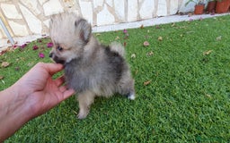 Pomerania perros en venta: Pomerania Toy - Imagen 2