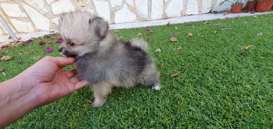Pomerania perros en venta: Pomerania Toy - Imagen 2