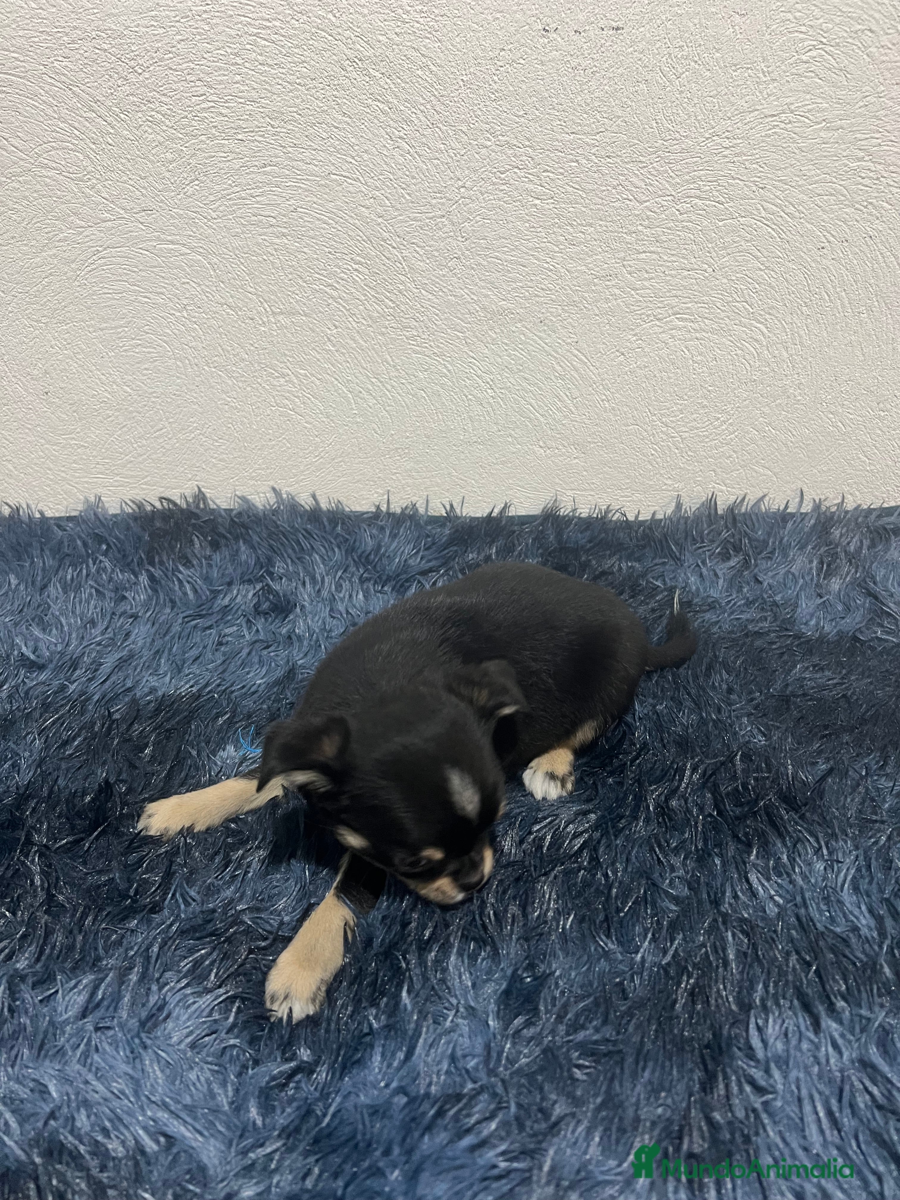 Chihuahua perros Chihuahua único  - Anuncio 7