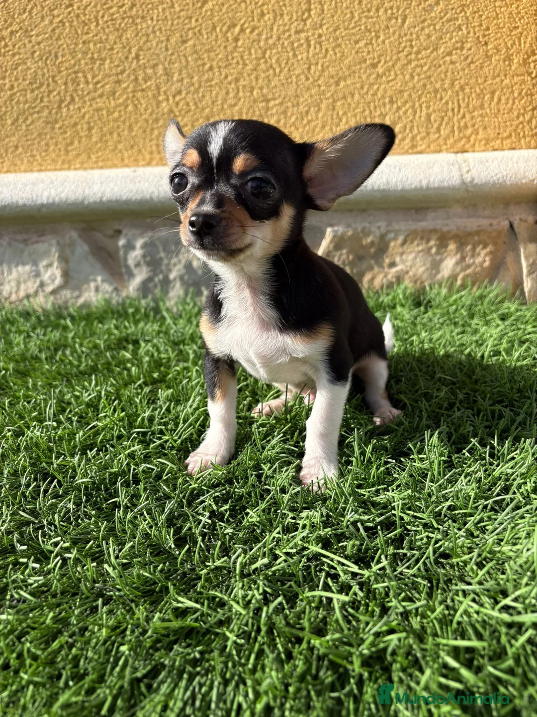 Chihuahua perros en venta: Chihuahua macho chihuahua toy tricolor  - Anuncio 4