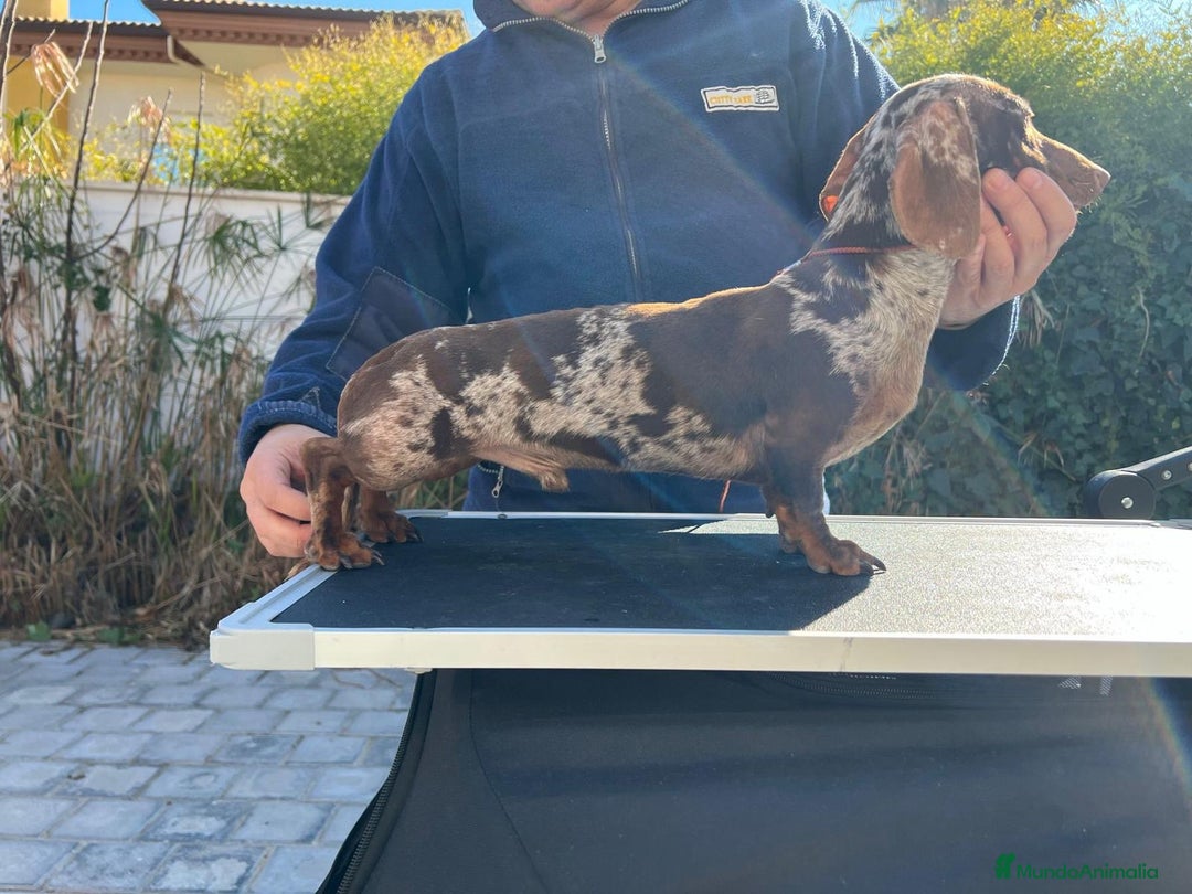 Teckel perros para monta: Teckel arlequín para montas - Anuncio 3