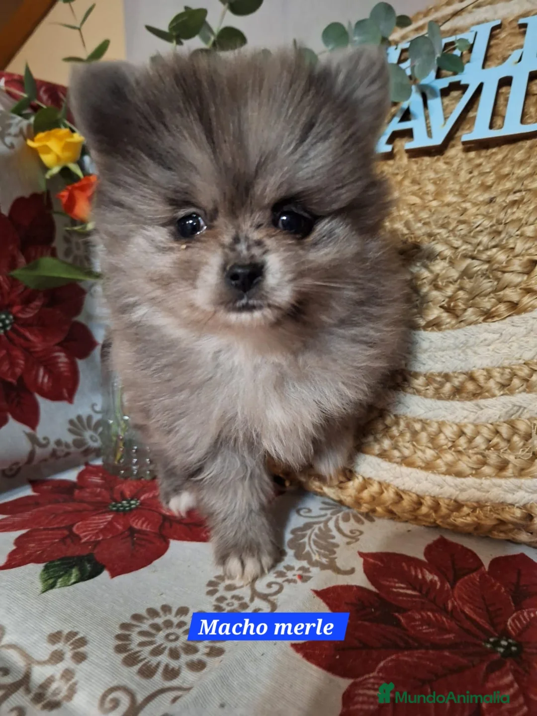 Pomerania perros en venta: Machito de pomerania merle - Anuncio 2