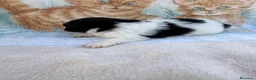 Pomerania perros en venta: Pomerania - Anuncio 21
