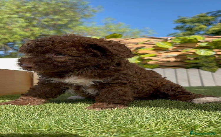 Perro de Agua Español perros - Anuncio 1
