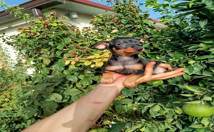 Pinscher Miniatura perros - Anuncio 10