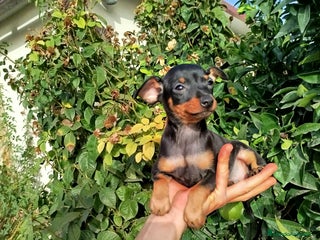 Pinscher Miniatura perros - Anuncio 1