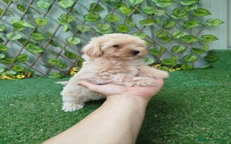 Maltipoo perros en venta: Maltipoo toy  - Imagen 2