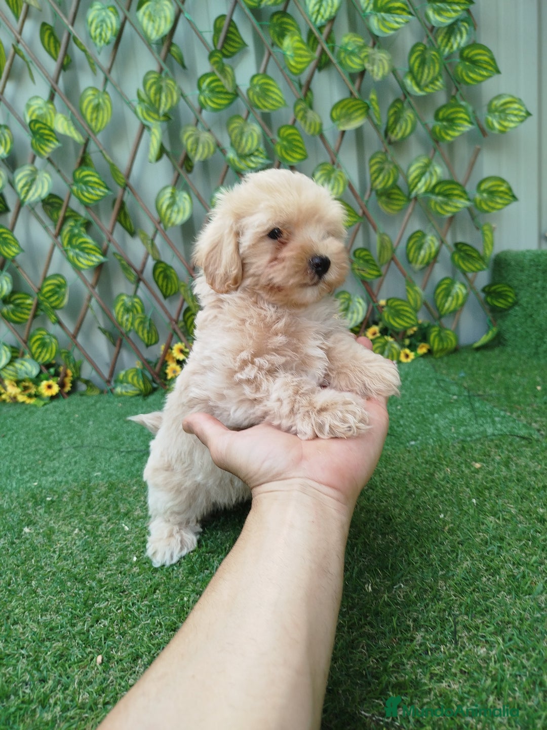 Maltipoo perros en venta: Maltipoo toy  - Imagen 2