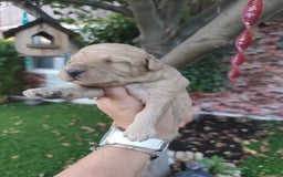 Perro de Agua Español perros en venta: Camada de perros de agua - Imagen 4