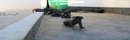 Presa Canario perros en venta: Camada presa canario pedigri FCI - Anuncio 6