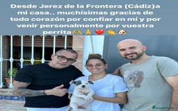 American Staffordshire-Terrier perros en venta: American Stanford, mis pequeños - Imagen 26