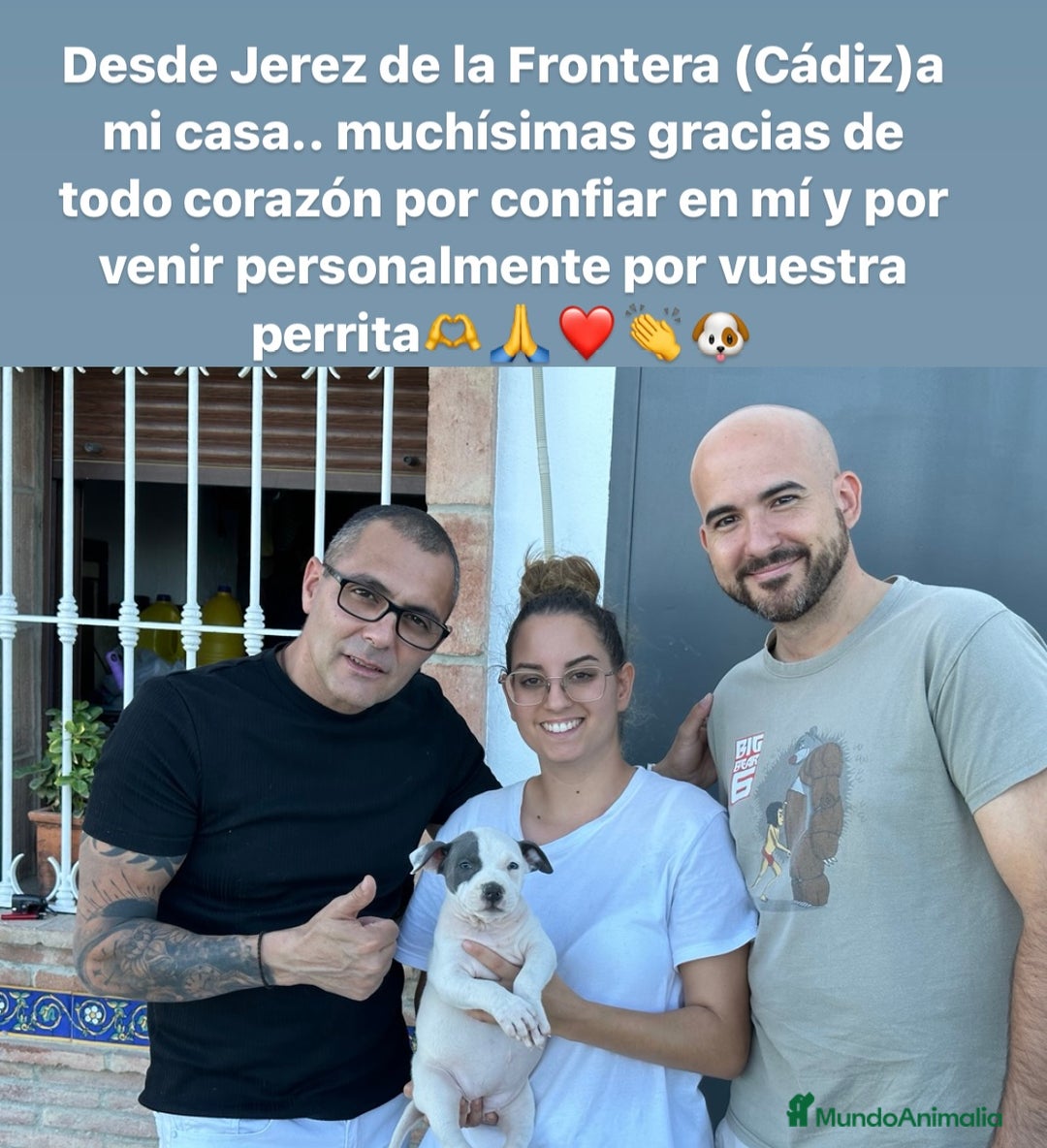 American Staffordshire-Terrier perros en venta: American Stanford, mis pequeños - Imagen 26