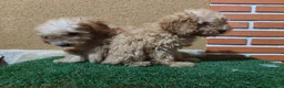 Caniche Toy perros en venta: CANICHE TOY 🧡🧡🧡🧡 en Alicante - Anuncio 8