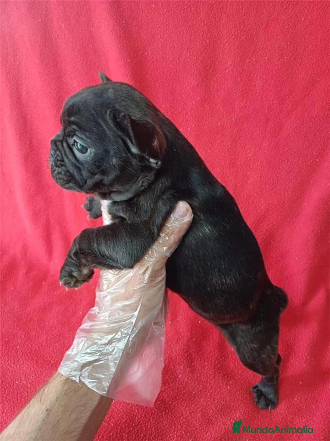 Bulldog Francés perros en venta: Bulldog Francés  - Anuncio 2