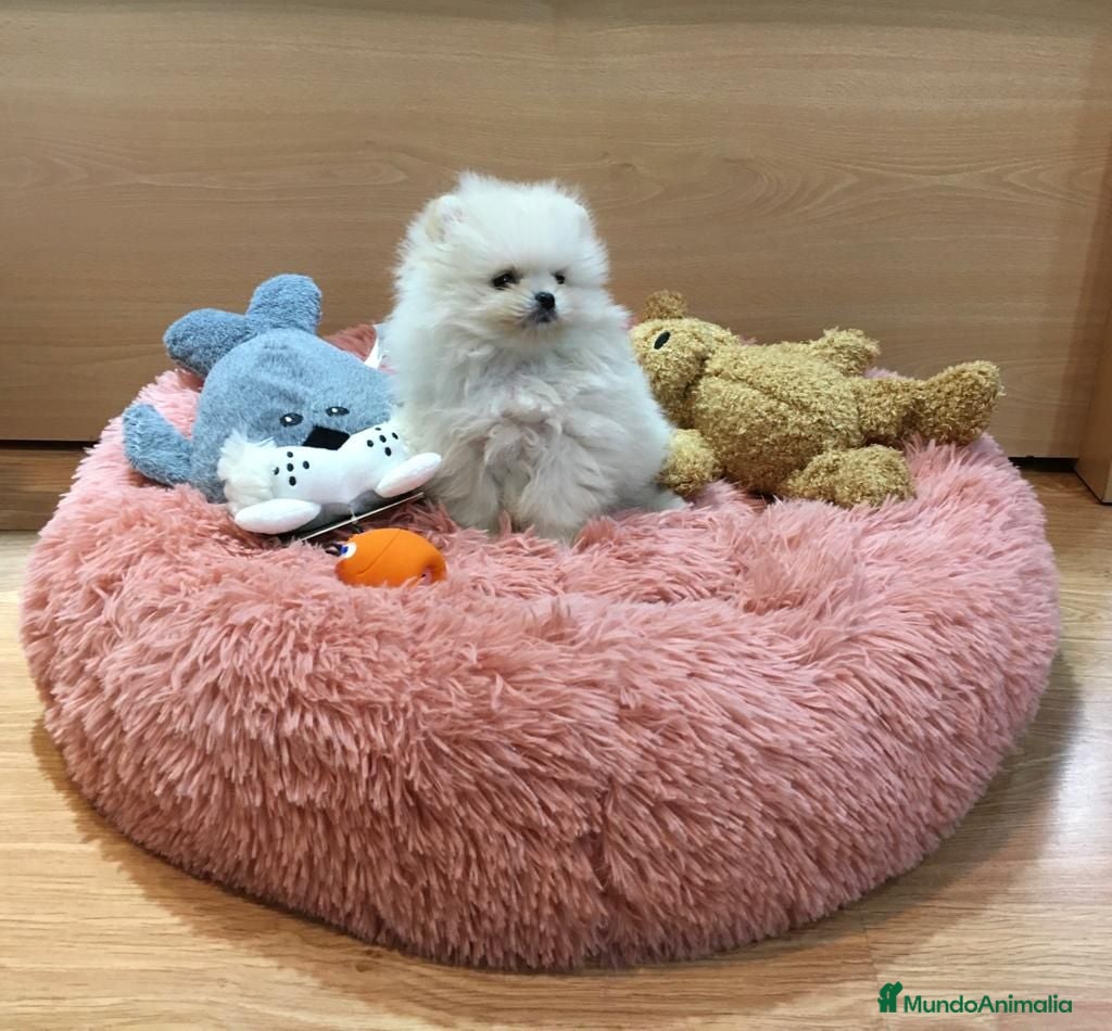 Pomerania perros Lulú de Pomerania  - Anuncio 1