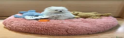 Pomerania perros en venta: Lulú de Pomerania  - Anuncio 1