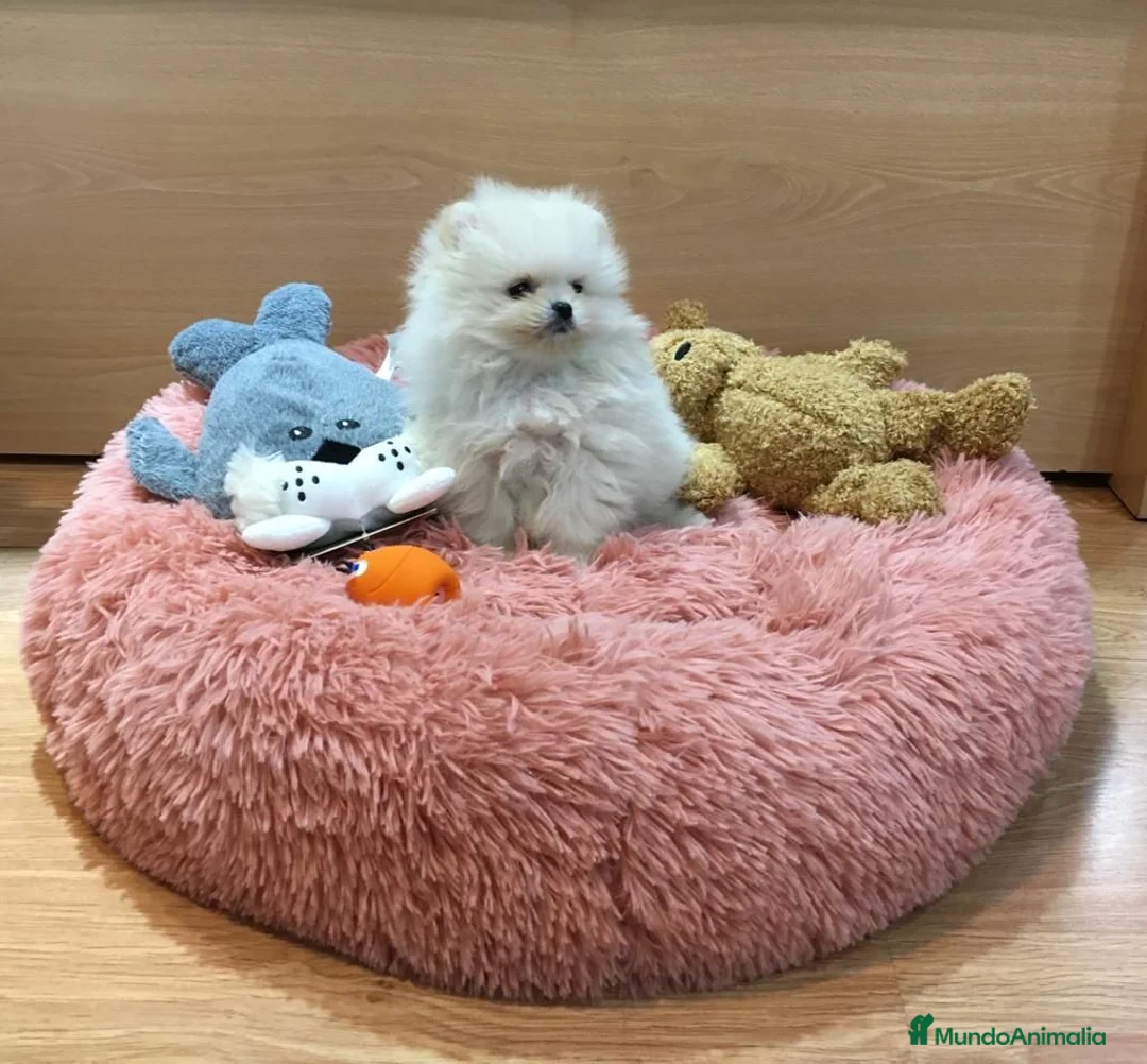 Pomerania perros en venta: Lulú de Pomerania  - Anuncio 1