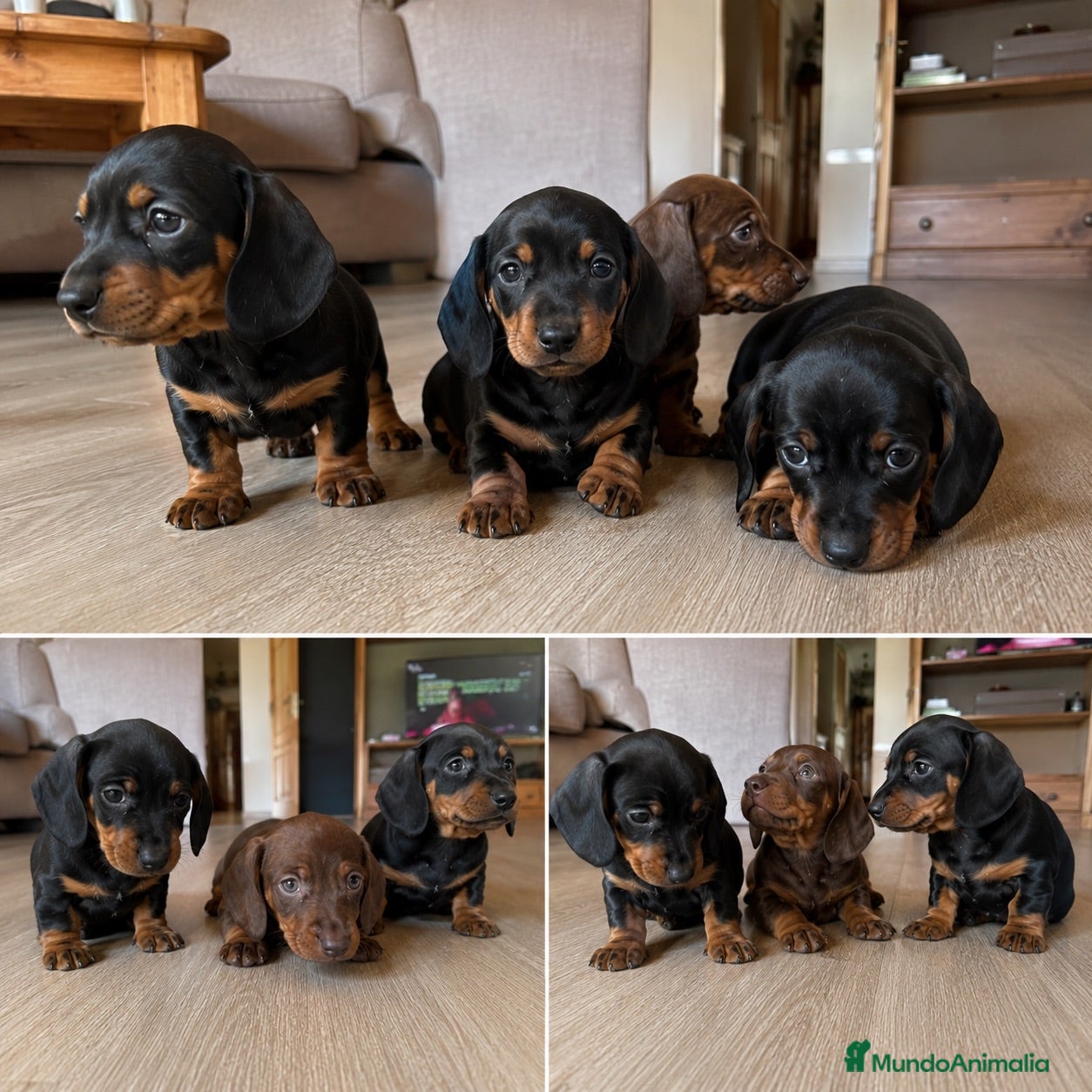 Teckel Miniatura perros TECKEL MINIATURA - SEVILLA - ENVIO  - Anuncio 3