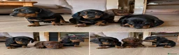 Teckel Miniatura perros en venta: TECKEL MINIATURA - SEVILLA - ENVIO  - Anuncio 1