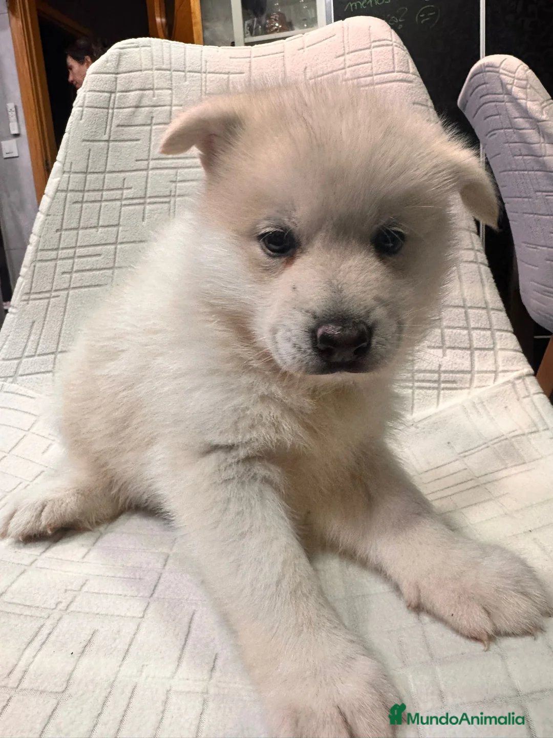 Pomsky perros en venta: Cachorro macho de Pomsky buen precio - Anuncio 14