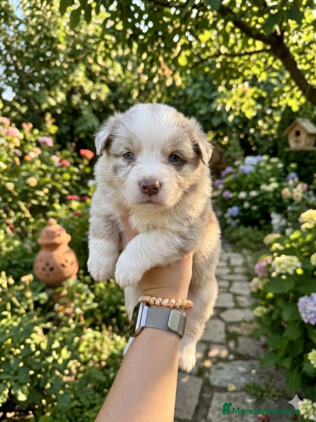 Border Collie perros en venta: Border Collie Hembra y machos - Anuncio 3