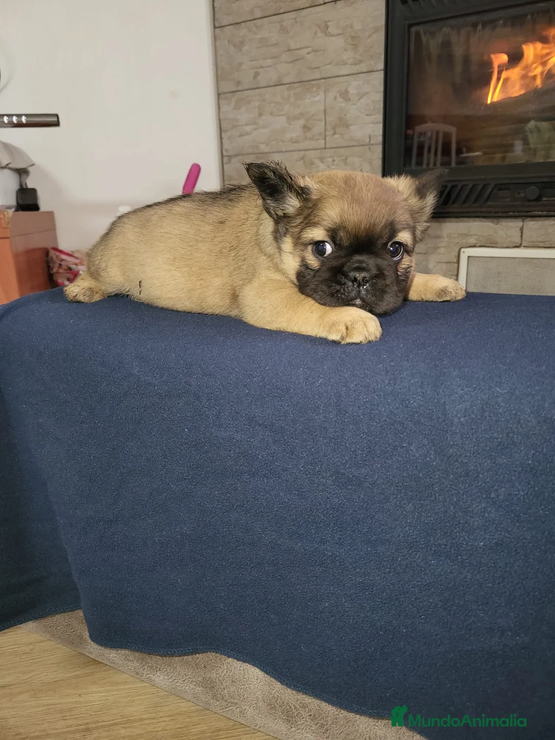 Bulldog Francés perros en venta: Hembra Bulldog frances fluffy color fawn - Anuncio 3