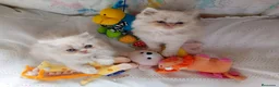 Himalayo gatos en venta: Imponible gatito perse malayo - Anuncio 8