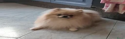 Pomerania perros en venta: Pomerania - Anuncio 2