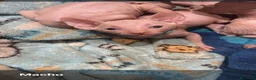 Sphynx gatos en venta: Gatos egipcios - Anuncio 2