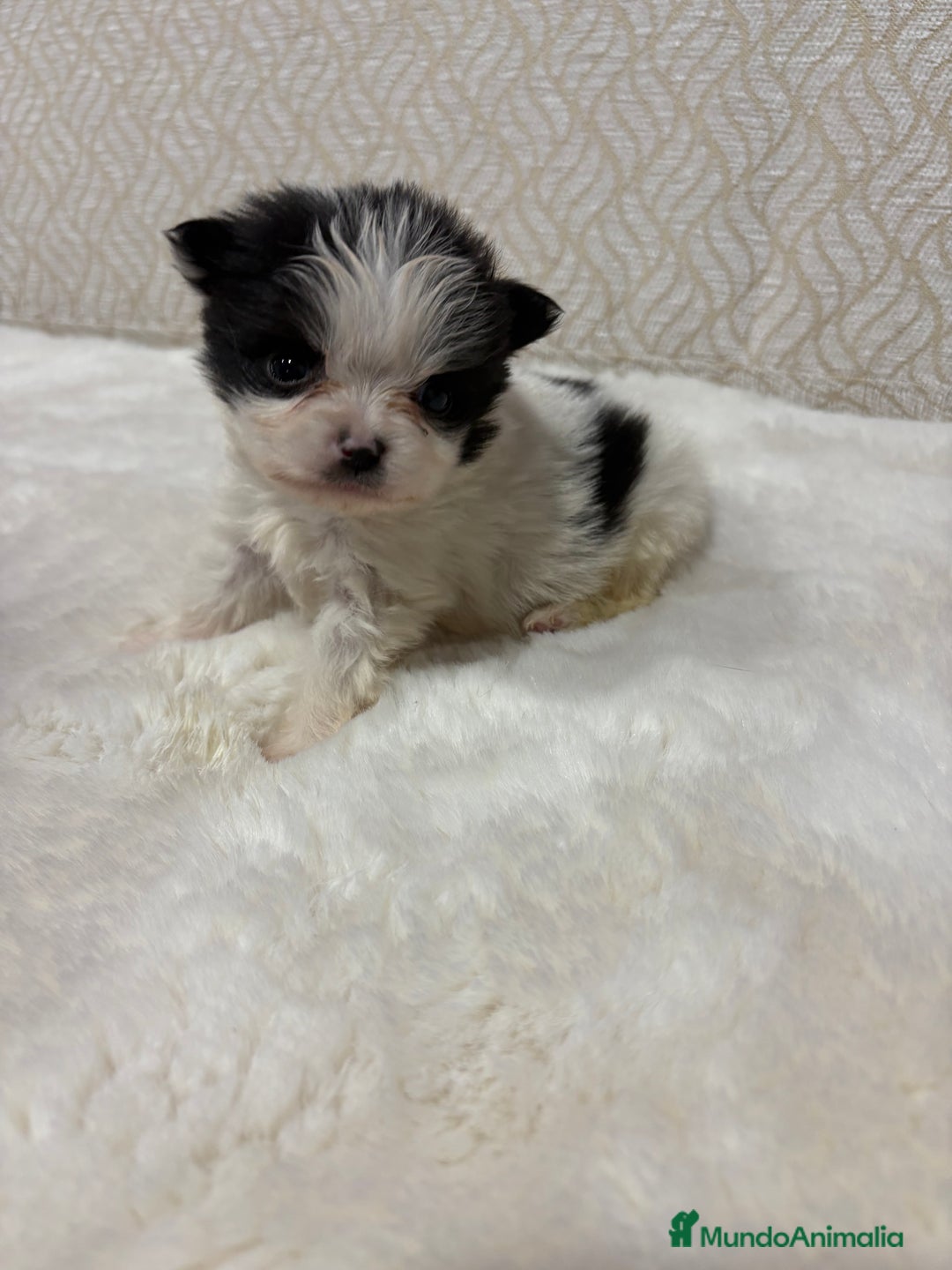 Pomerania perros en venta: Lulu Pomerania macho mini Toy color party - Anuncio 4