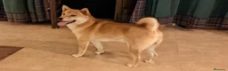 Shiba Inu perros en venta: Shiba inu adopción - Anuncio 1