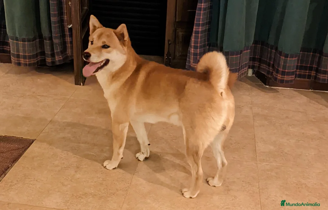 Shiba Inu perros en venta: Shiba inu adopción - Anuncio 1