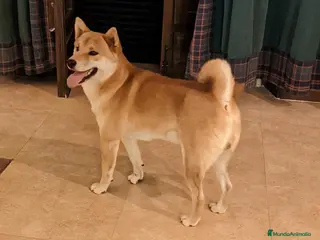 Shiba Inu perros Shiba inu adopción - Anuncio 1