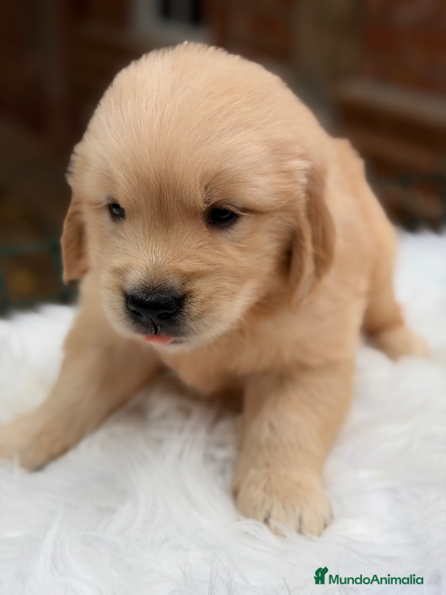 Golden Retriever perros Golden retriever dorados  - Anuncio 4