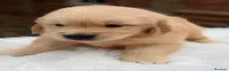 Golden Retriever perros en venta: Golden retriever dorados  - Anuncio 1