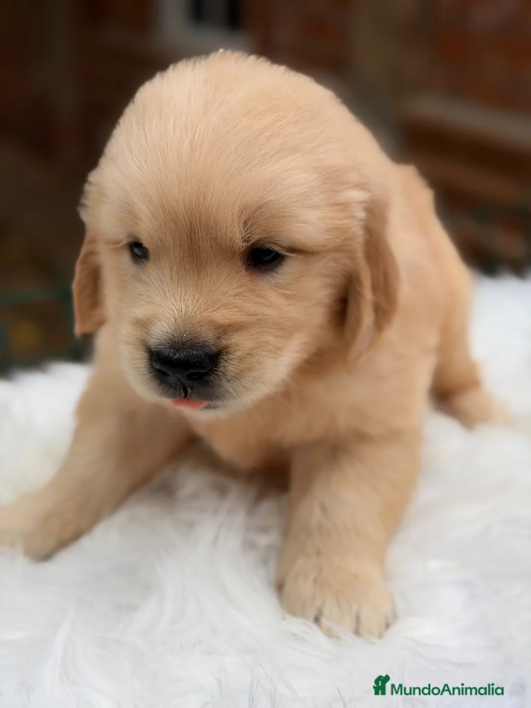 Golden Retriever perros en venta: Golden retriever dorados  - Anuncio 1